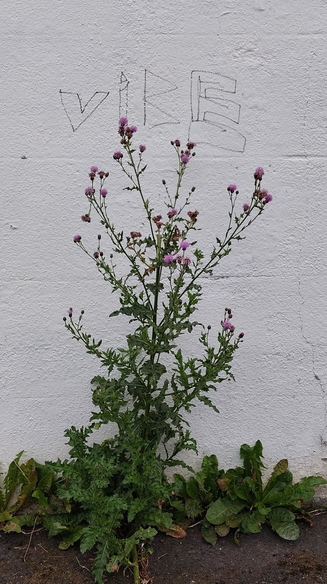 Thistle against a white wall with graffiti reading ;'Vibe'