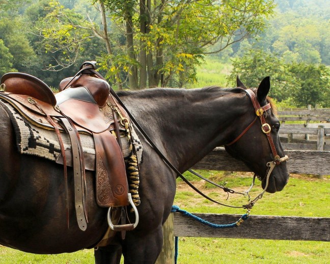 Brown horse with empty saddle.