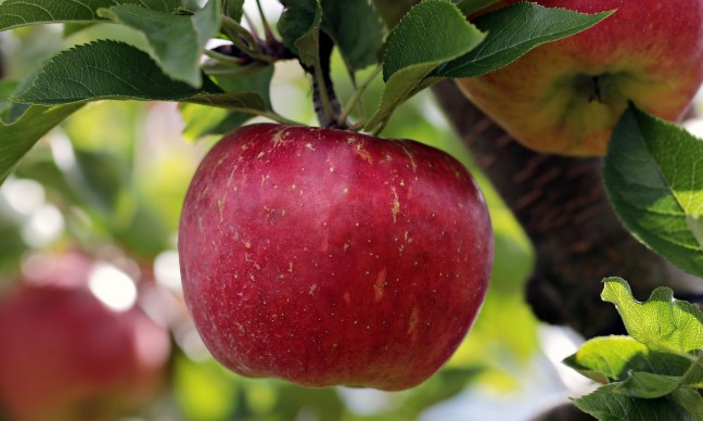 Beautiful red apple hanging from tree, ready to be picked