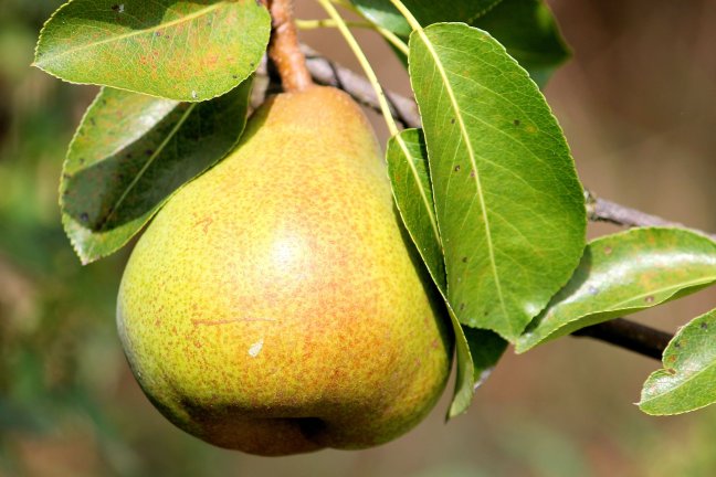 A pear still on the tree. Pixabay image