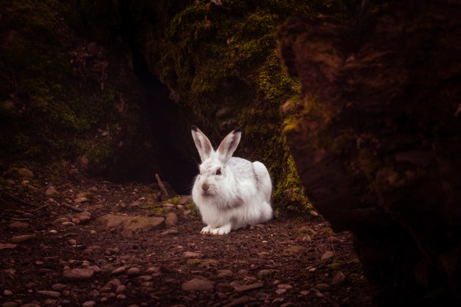 Hare in burrow, image from Pixabay