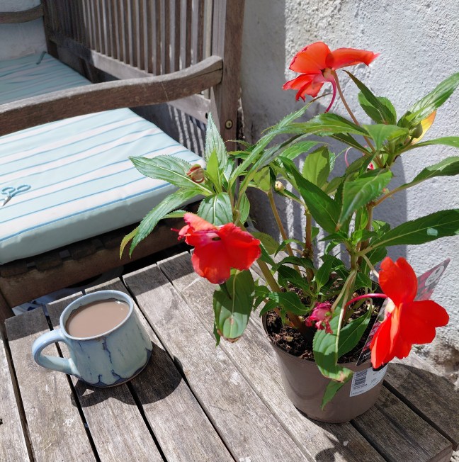 Busy Lizzie plant on garden table, with cup of coffee