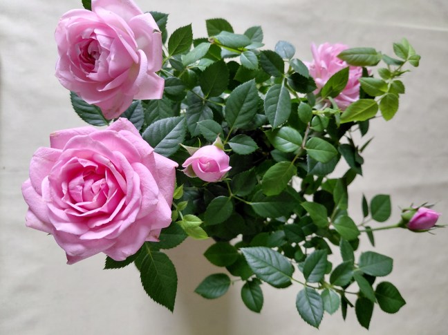 Pot of pink roses, reminding me of my fieldtrips to Rutherglen and Lanark this week
